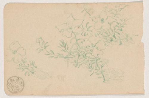 『未知草カード』[第二]より松葉牡丹