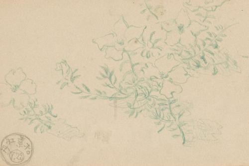 『未知草カード』[第二]より松葉牡丹