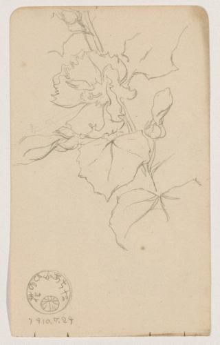 『未知草カード』[第二]よりたちあふひの花