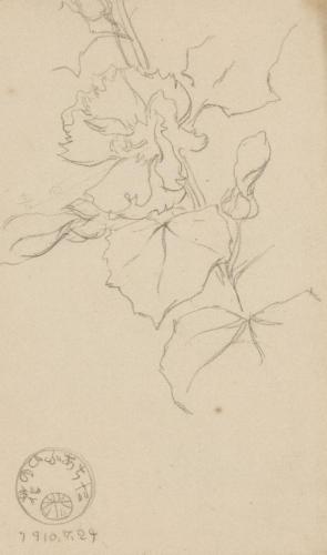 『未知草カード』[第二]よりたちあふひの花