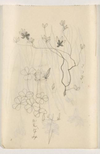 『未知草カード』[第二]より［さつき、かたばみ］