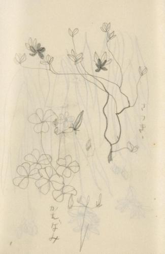 『未知草カード』[第二]より［さつき、かたばみ］