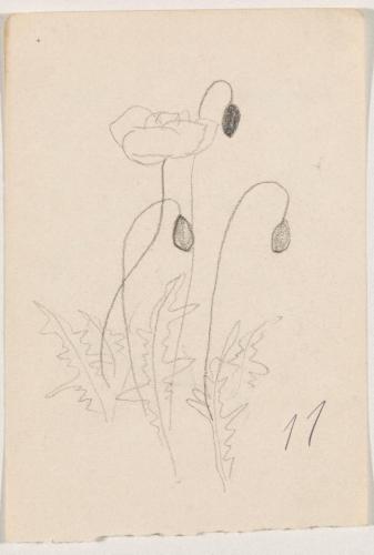 『未知草カード』第四より「十一、罌粟の花」