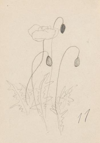 『未知草カード』第四より「十一、罌粟の花」