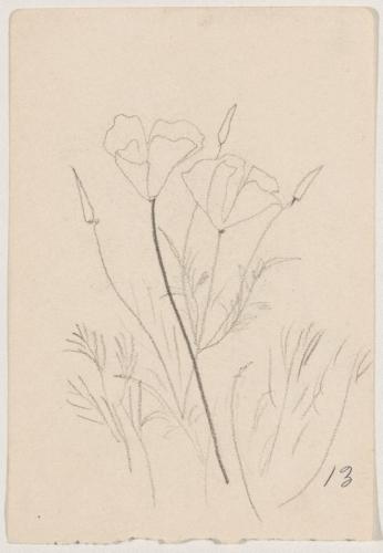 『未知草カード』第四より「十三、花菱の花」