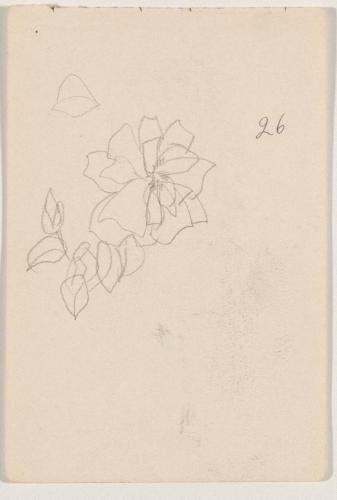 『未知草カード』第四より「二十六、ばら」