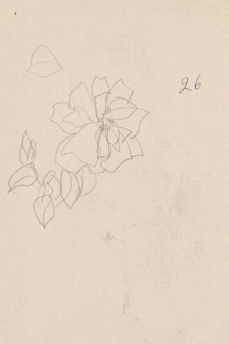 『未知草カード』第四より「二十六、ばら」