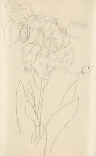 『未知草カード』第四より「六十五、いちはつの花」