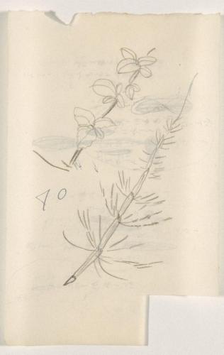 『未知草カード』第四より「七十、すぎな」