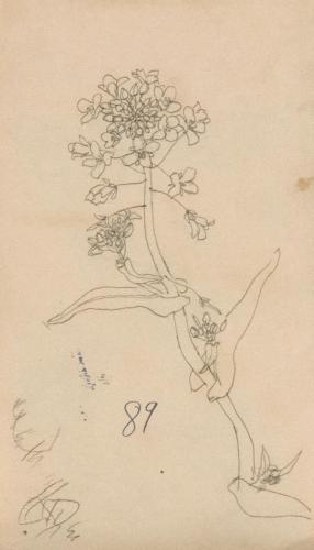 『未知草カード』第四より「八十九、菜の花」