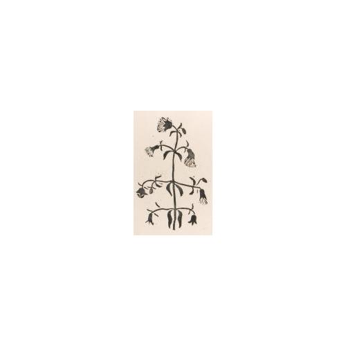図案私集『伊羅保』15えぞはこべ
