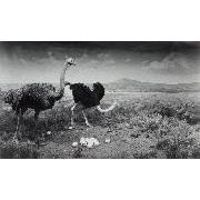 ダチョウ、イボイノシシ