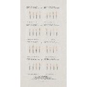 Post War 75 広島の種子 19 フレンチマリーゴールド