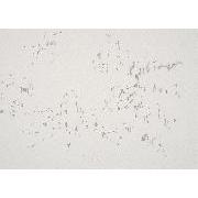 Stripe Drawing Book - 地中から木もれ日へ