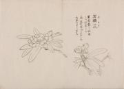 日光山艸木花鳥図画帖　2　模写「石楠花」『日光山志』第4巻より