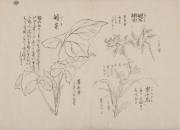 日光山艸木花鳥図画帖　3　模写「姫石楠木、岩千鳥、婿菜」『日光山志』第4巻より