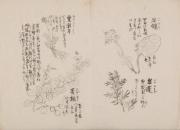 日光山艸木花鳥図画帖　4　模写「岩鏡、岩蓬、雪割草、苦桃」『日光山志』第4巻より