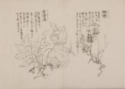 日光山艸木花鳥図画帖　5　模写「栂桜、岩澤瀉」『日光山志』第4巻より