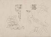日光山艸木花鳥図画帖　6　模写「沙羅樹/慈悲鳥」『日光山志』第4巻より