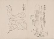 日光山艸木花鳥図画帖　8　模写「肉従容、白根葵」『日光山志』第4巻より
