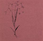 薬包紙デッサン［すずかぜぐさ］