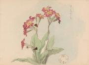 ［徳義中学時代デッサン帳より］　さくらさう