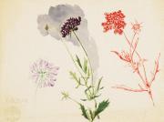 ［徳義中学時代デッサン帳より］まつむしさう