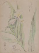 『紫明寫生帖』鉛筆之部其六（左）うきつり木（3）ジンヂャリリー