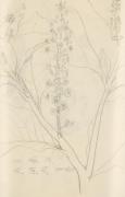 『未知草カード』[第二]より［植物］