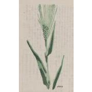 雑誌『白と黒』（第３次）第1年第2号2「青麥」