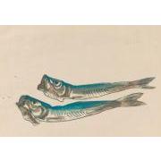 『版画長崎』9目刺の色