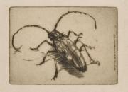 版画誌『九州版画』第20号8「かみ切蟲」