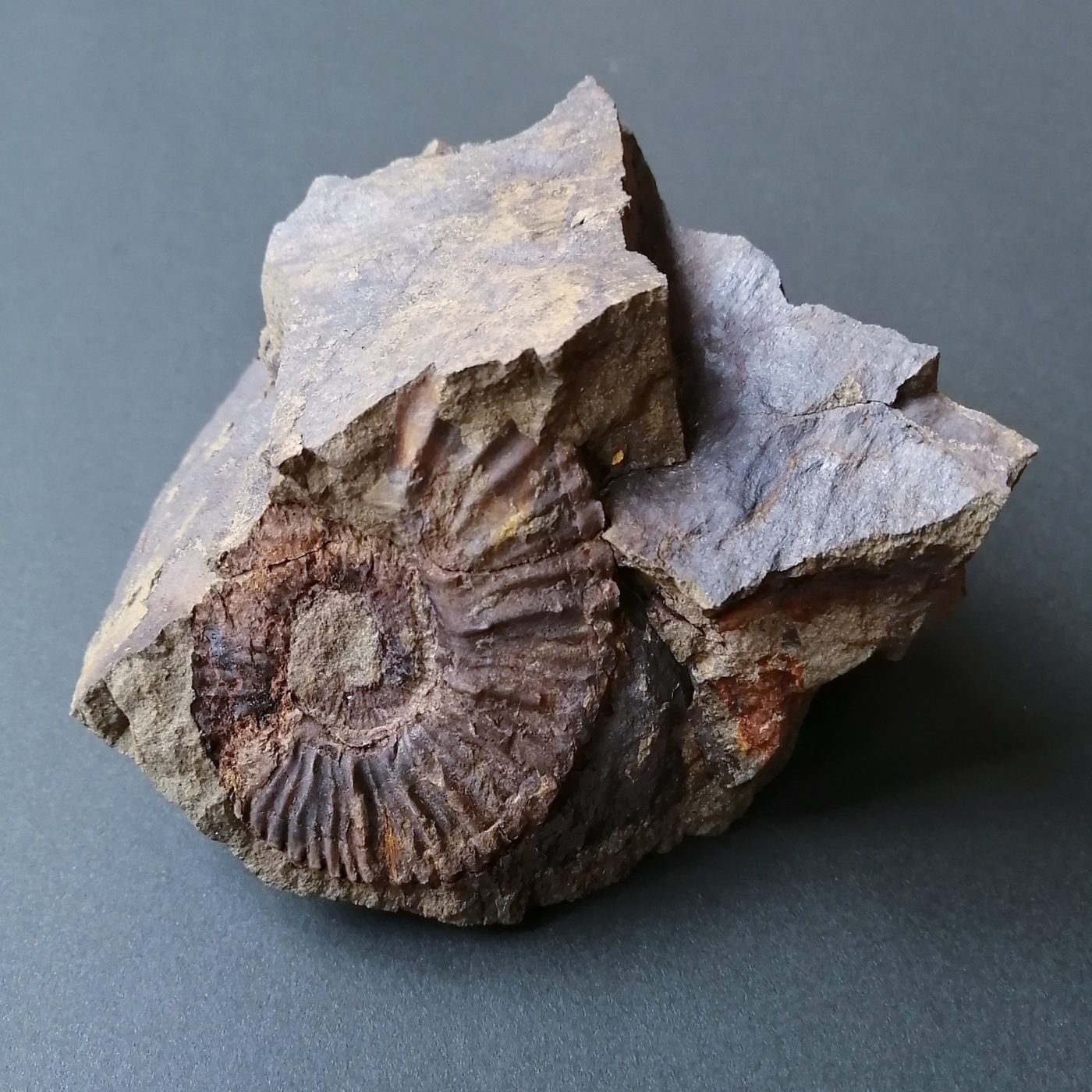アンモナイトの化石（妻木良三さん採集）