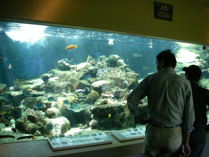 京都大学白浜水族館